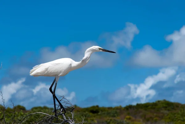 Grand Turk Island Crane Family Bird Ready Fly Away Turks — Stock Photo, Image