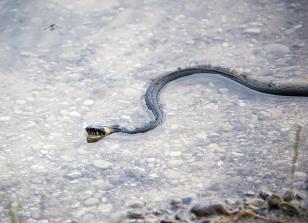 Grass snake — Stock Photo, Image