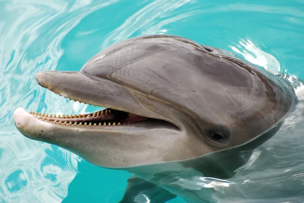 Smiling Dolphin — Stock Photo, Image