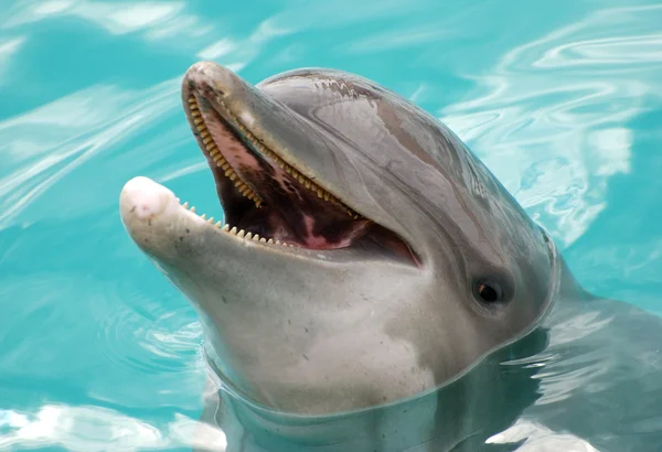 Smiling Dolphin — Stock Photo, Image