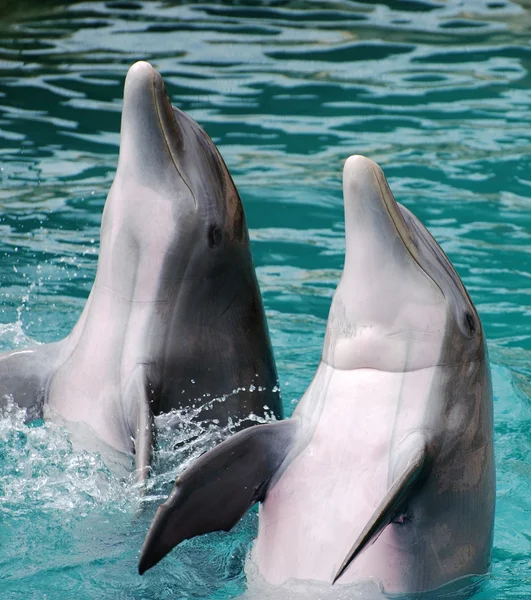 Delfini che applaudono Immagini Stock Royalty Free