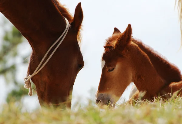 Mother and Baby — Stock Photo, Image