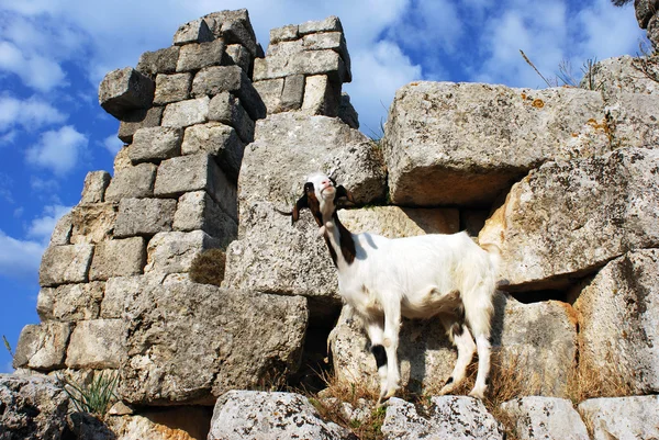 La chèvre en ruines — Photo