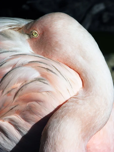 The Shy Flamingo — Stock Photo, Image