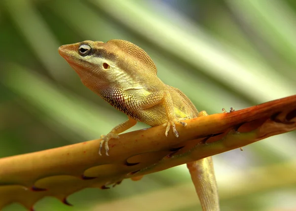 Pequeno lagarto — Fotografia de Stock