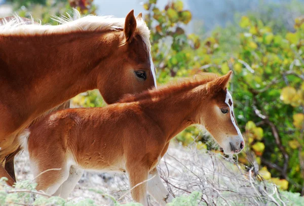 Horses — Stock Photo, Image