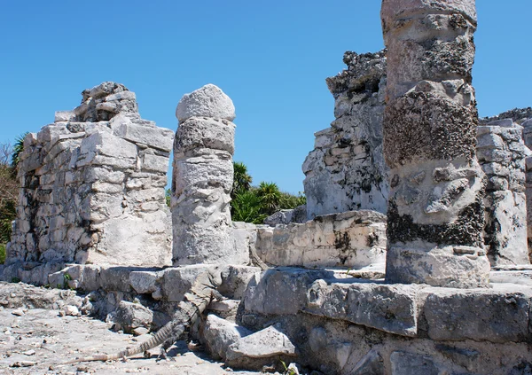 Iguana en ruines — Photo