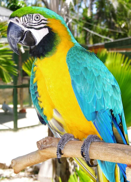 Smiling Parrot — Stock Photo, Image