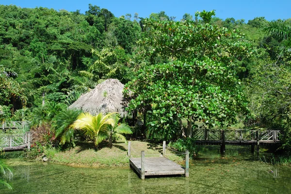 Jamaican Nature — Stock Photo, Image