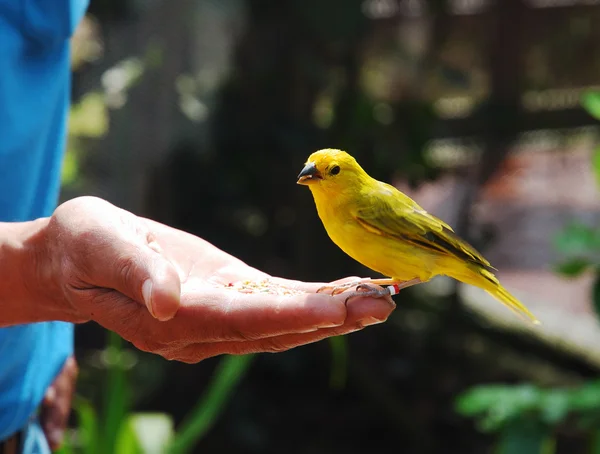 Bird in A Hand — Stock Photo, Image