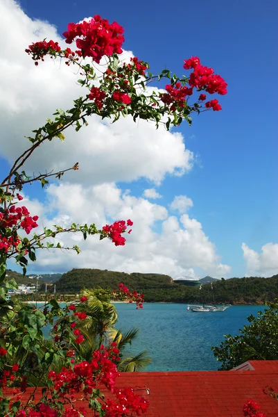 Caribische bloemen — Stockfoto