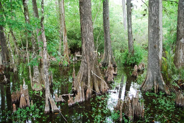 Florida'nın bataklık