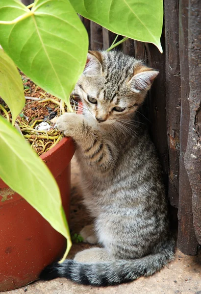 The Kitten — Stock Photo, Image