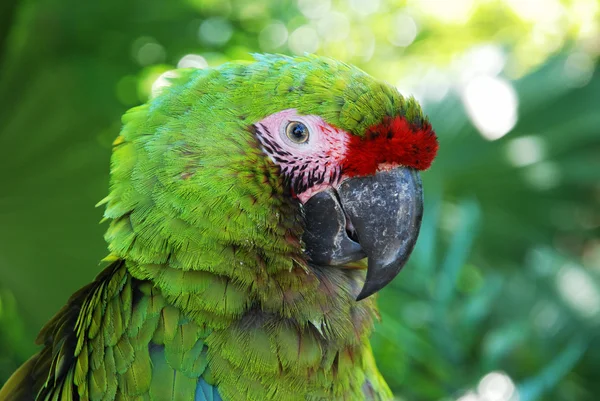 The Parrot — Stock Photo, Image