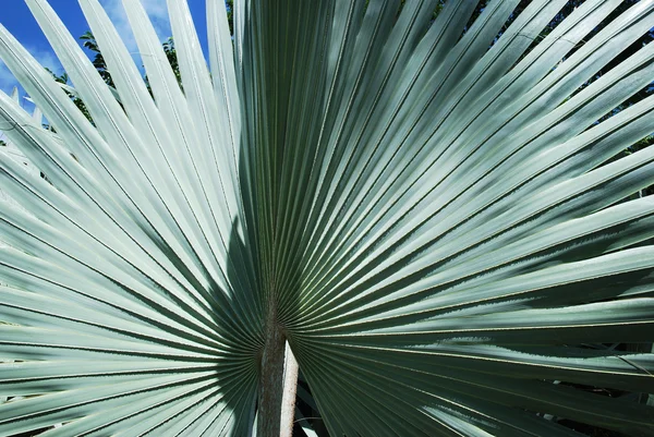 Roślina tropikalna — Zdjęcie stockowe