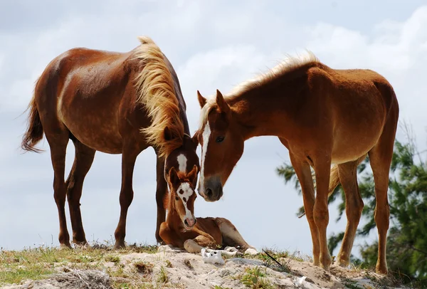 Horses Family — Stock Photo, Image