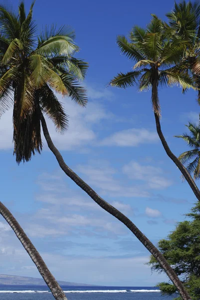 Leaning Palms,Hawaii — Stock Photo, Image