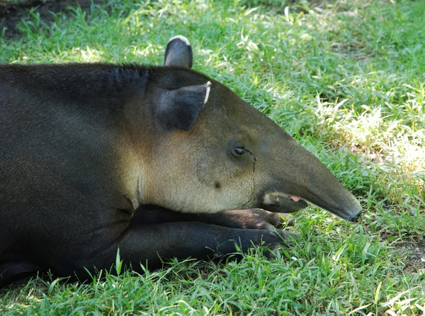 Schnüffeltapir — Stockfoto