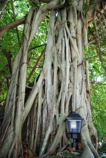 Alberi di Miami — Foto Stock