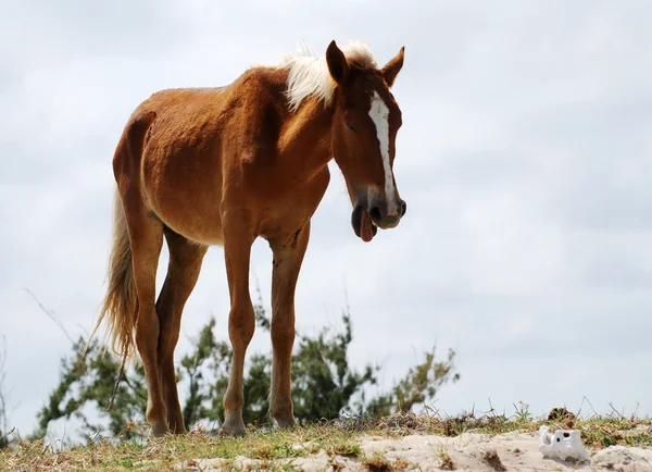 Das gähnende Pferd — Stockfoto