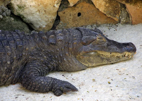 O aligator adormecido — Fotografia de Stock
