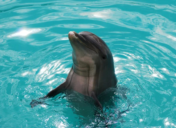 The Dolphin — Stock Photo, Image