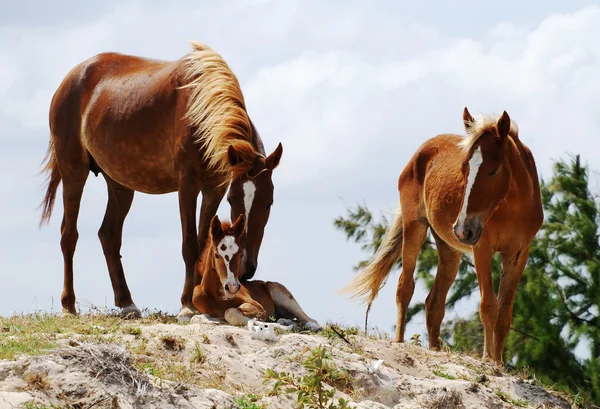 Caribbean Horses — Stock Photo, Image