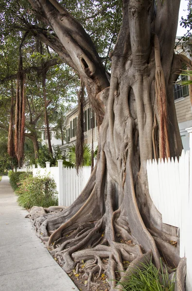 ต้นไม้แปลกใหม่ — ภาพถ่ายสต็อก