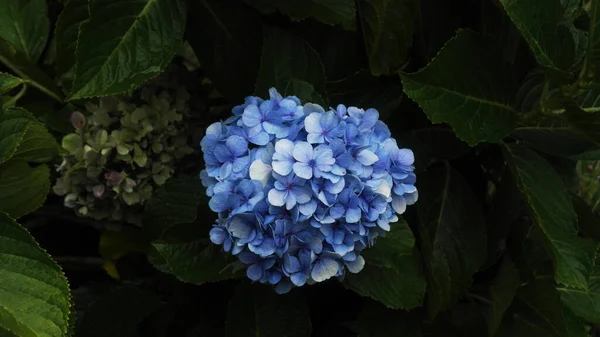 Modré Hortenzie Stínu Vlhké Svěží Zelené Listy Prozrazují Před Chvílí — Stock fotografie