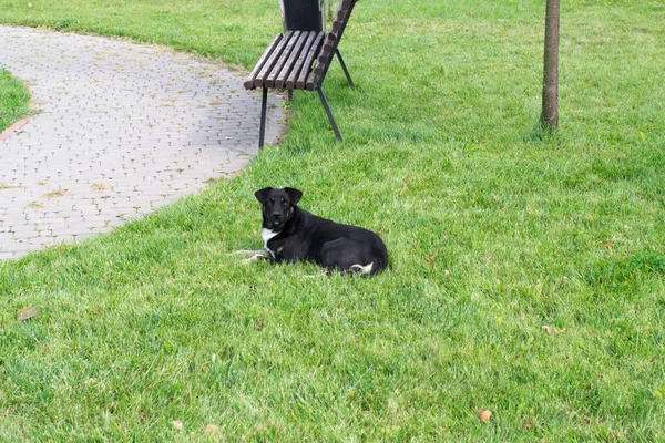 Cane nero sull'erba — Foto Stock