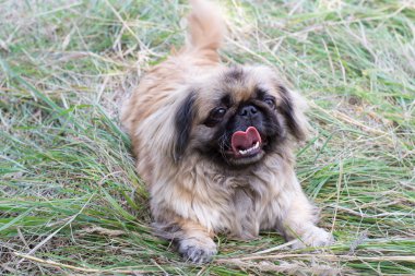 küçük kahverengi köpek