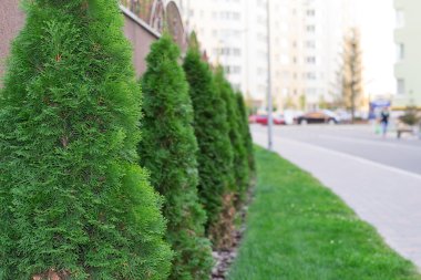 ağaç bir yerleşim bölgesinde