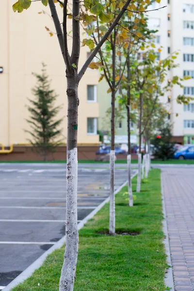 Alley with trees — Stock Photo, Image