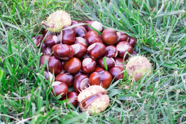 çimenlerin üzerinde olgunlaşmış kestane