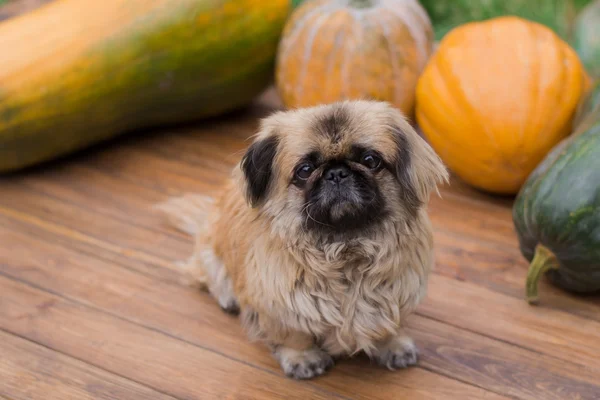 kabaklar ve küçük bir köpek