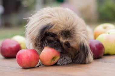 küçük köpek ve elma