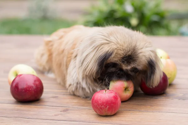 küçük köpek ve elma