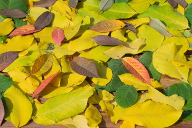 Renkli sonbahar yaprakları