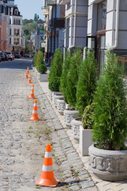 ağaçlar açık havada tencere