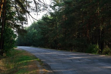 Asfalt yol ile gün boyu eski iğne yapraklı orman