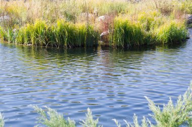 taş ve çim nehir sonbahar ormanın kıyısında