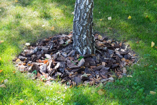 Ağaçları saran kabuğu