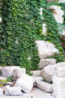 Kayalara tırmanma bitkiler