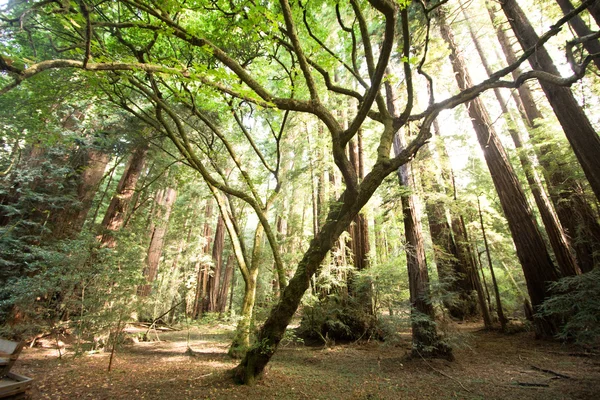 Την Redwoods σε Muir Woods εθνικό πάρκο — Φωτογραφία Αρχείου