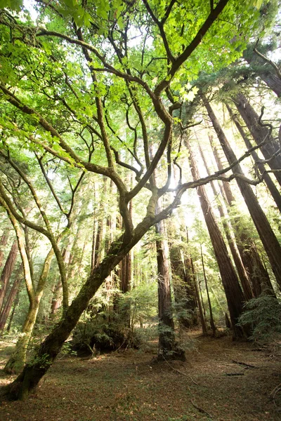 Την Redwoods σε Muir Woods εθνικό πάρκο Royalty Free Φωτογραφίες Αρχείου