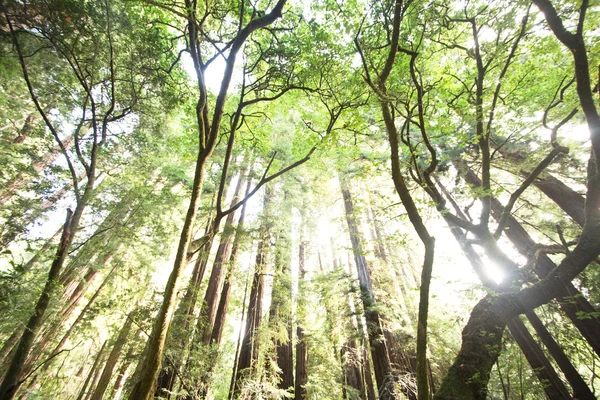 Las secuoyas en el Parque Nacional Muir Woods Imagen de archivo