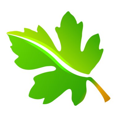 yeşil akçaağaç yaprağı