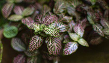 Fittonia Albivenis, yeşillik ve pembe sinir sistemi olan mozaik bitki. Tropikal Amerikan ormanları