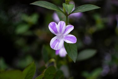 mor ve beyaz kır çiçekleri ormanda koyu yeşil arka planda izole edilmiş.