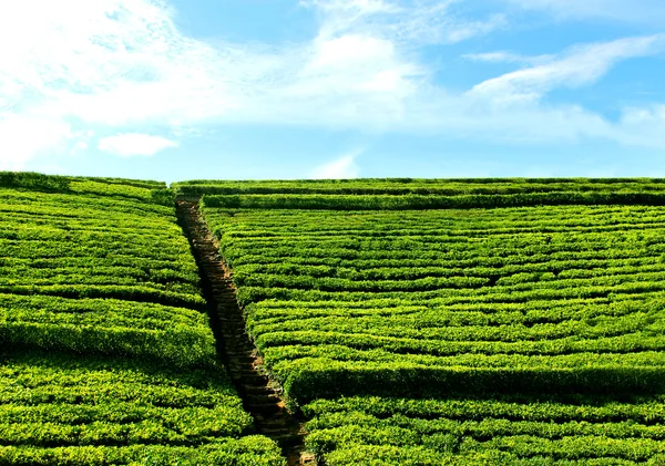Каменная лестница в небо с зеленого чайного поля — стоковое фото